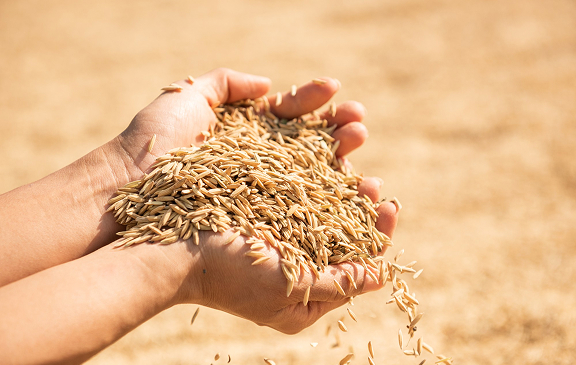 Семена и посадочный материал для фитосанитарных перевозок с температурным режимом (контролем) по РФ, миру от Biocard